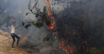 На севере Ливана горят кедровые леса