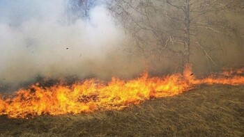 В Болгарии начались лесные пожары  